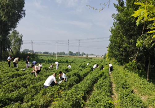 东北里村红辣椒丰收：大学生村官与村民同心协力，助推乡村发展