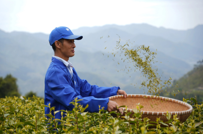 缙云黄茶推广季活动现场人气高涨，游客畅享茶香盛宴