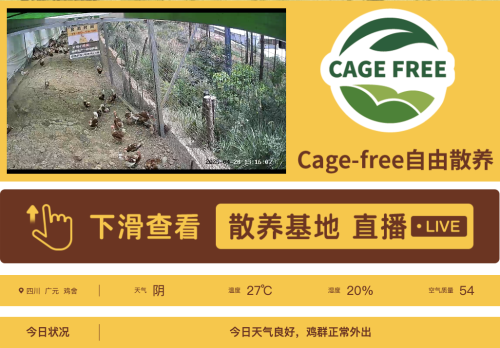 非笼养鸡蛋崛起：破解土鸡蛋市场困局，四川信德引领产业升级新潮流