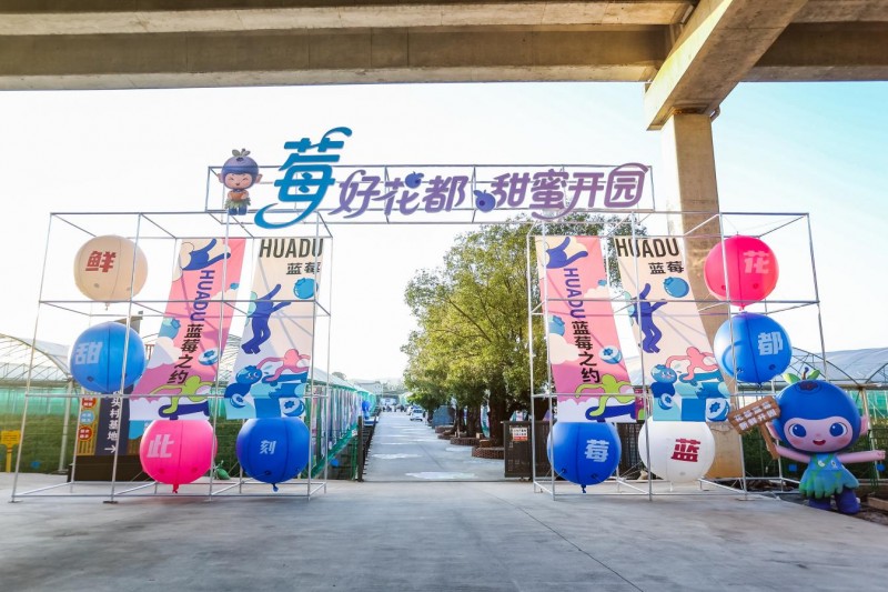 花都蓝莓采摘季开启 诚邀市民共品“莓”好