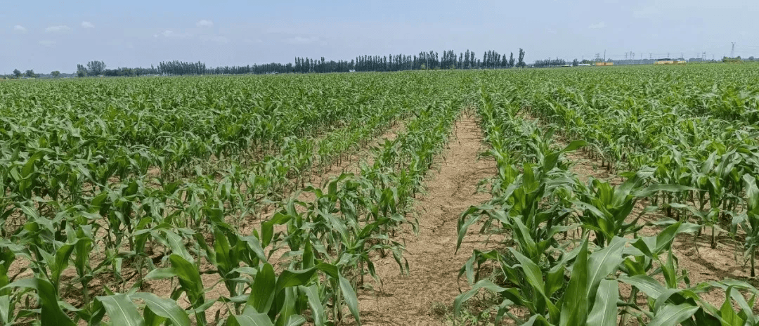 小农户拥抱新技术:乡合农服社会化服务破解“谁来种地”难题