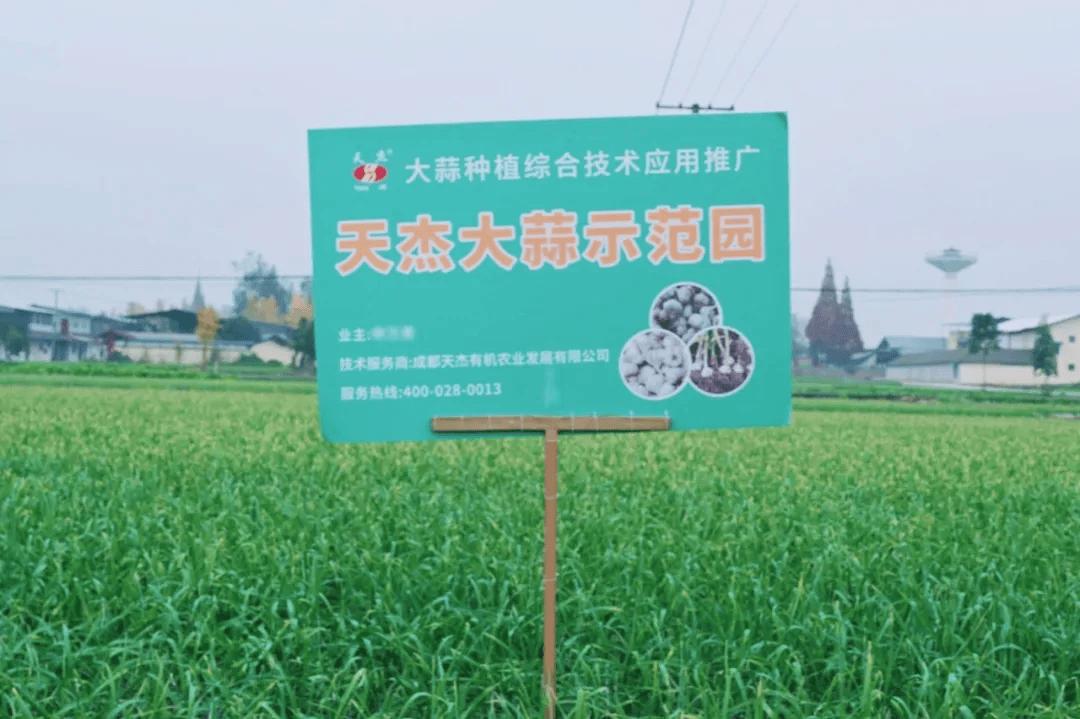 乡合农服土壤改良:给土地“治病”,让丰收“生根”