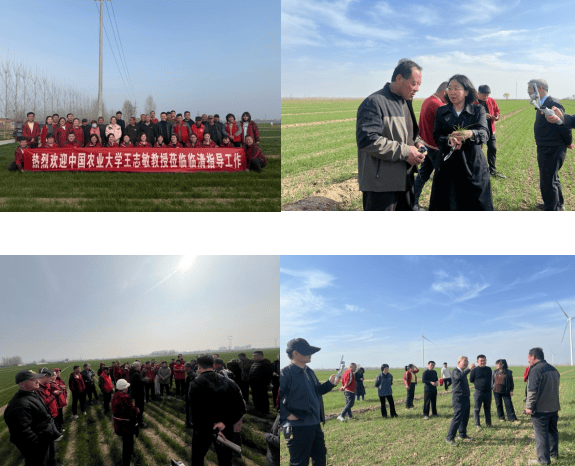 乡合农服特邀外部专家深入一线精准“巡田”,把脉问诊护航冬小麦春管